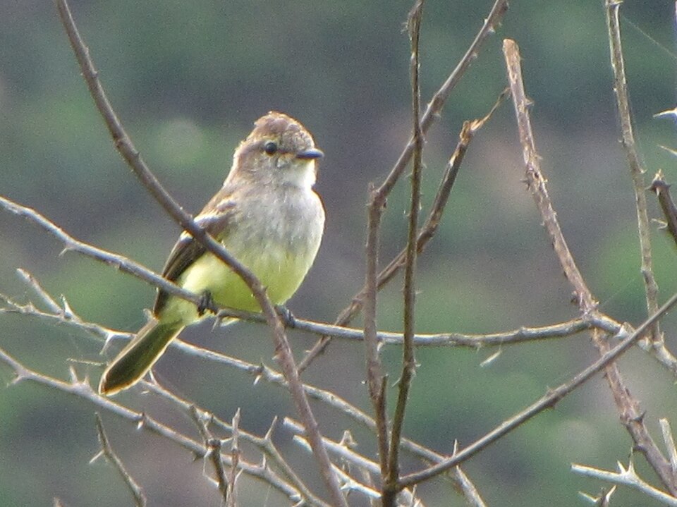 Northern Scrub-Flycatcher