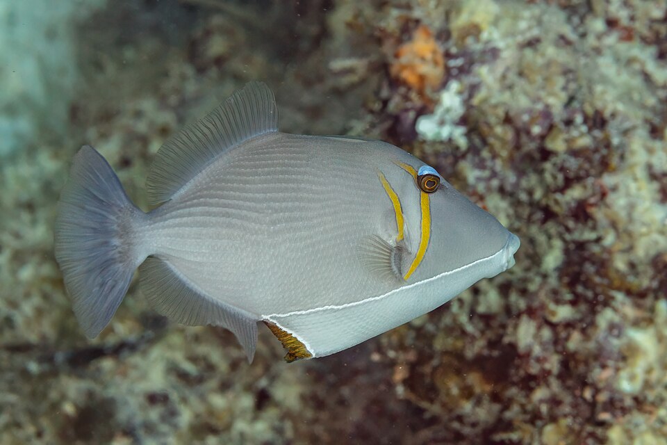 Scythe Triggerfish, Boomerang triggerfish