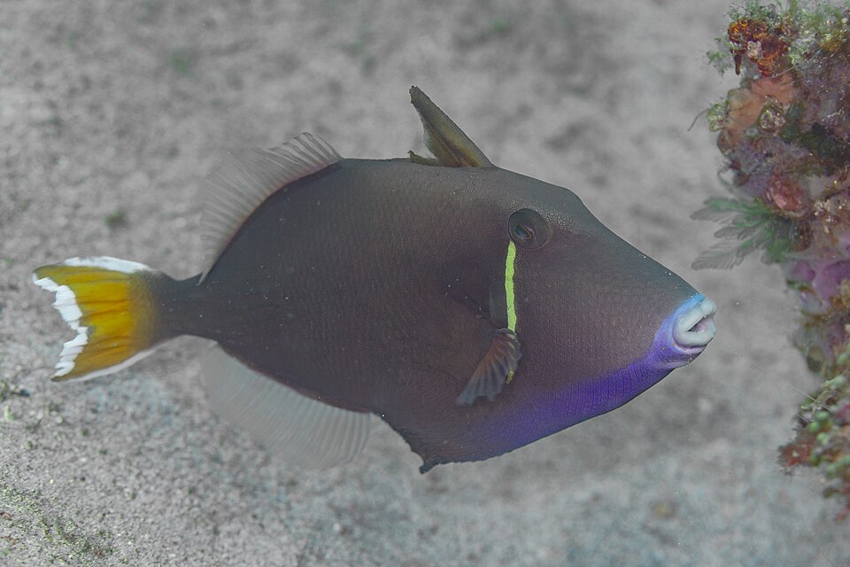 Halfmoon triggerfish