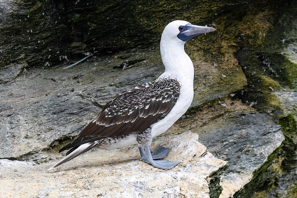 Peruvian Booby