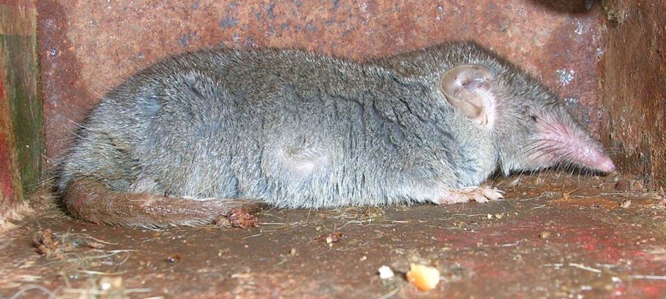 Asian house shrew