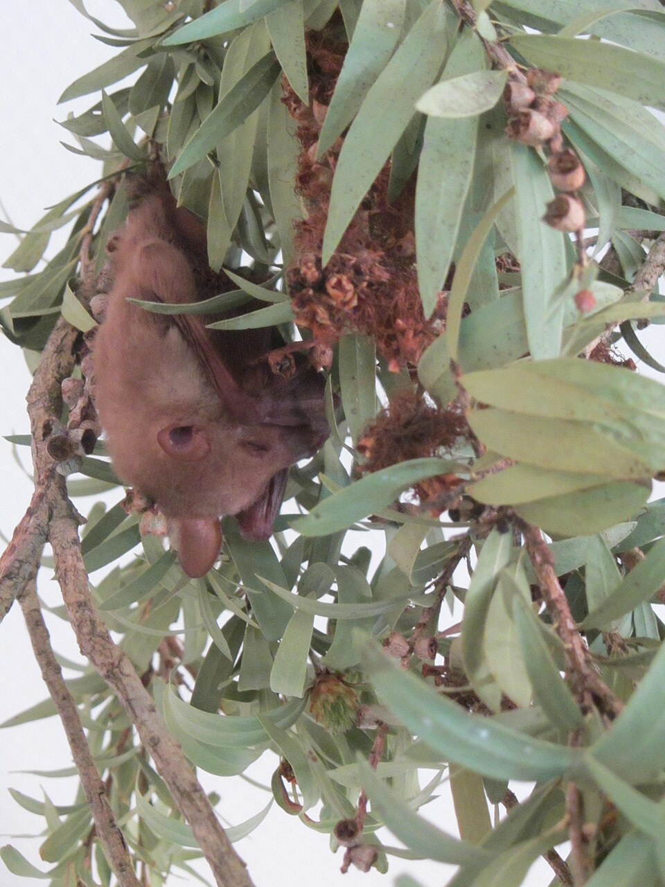 Southern Blossom Bat
