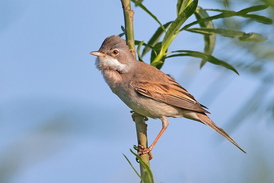 Greater Whitethroat