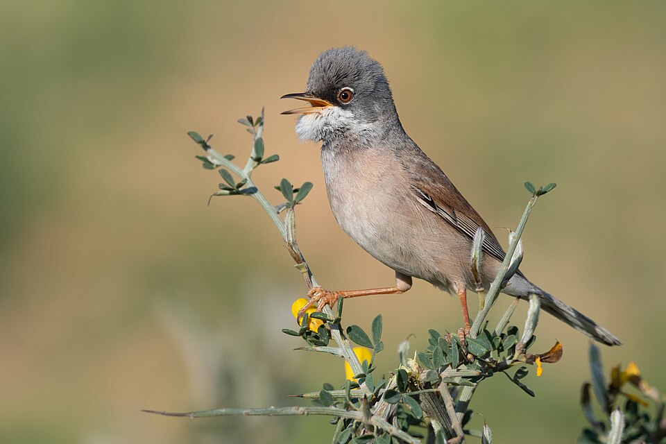 Spectacled Warbler