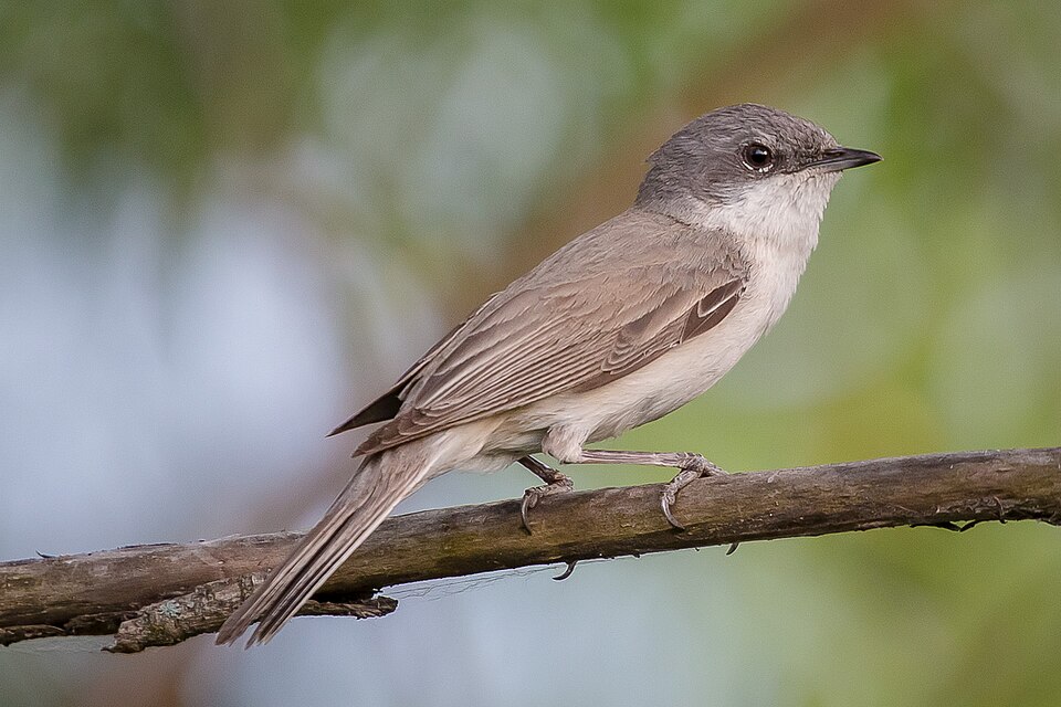 Lesser Whitethroat