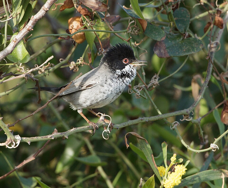 Cyprus Warbler