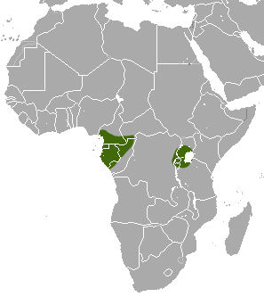 Johnston's Forest Shrew