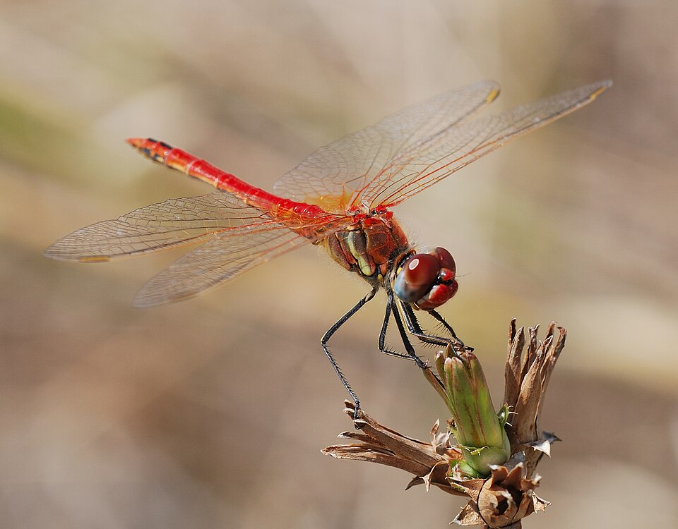 Red-veined Darter