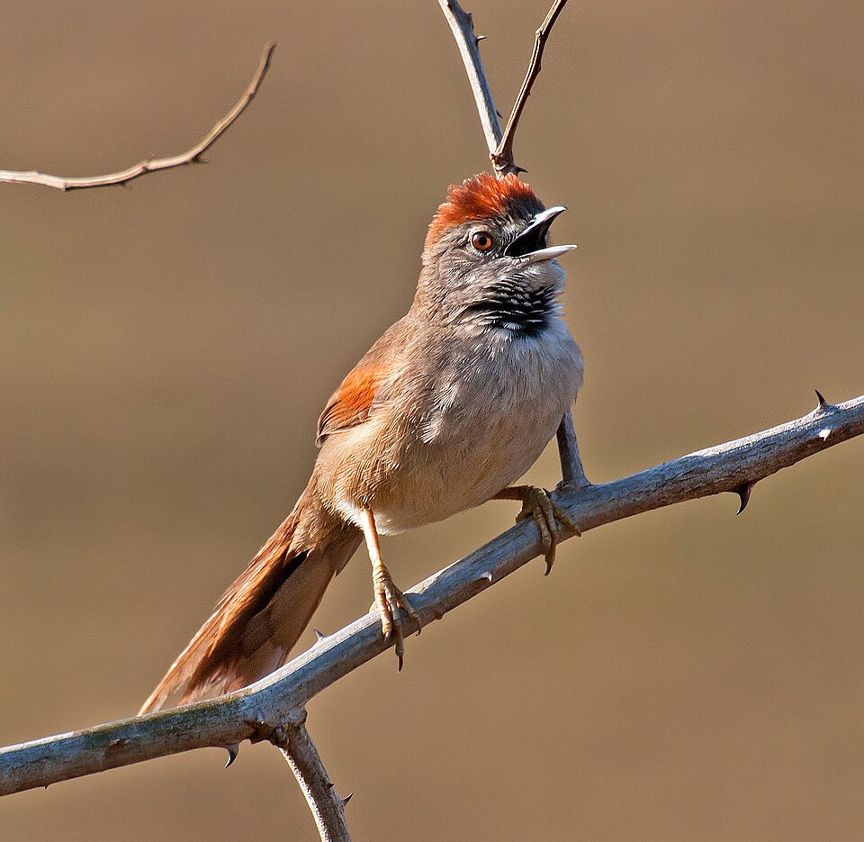Pale-breasted Spinetail