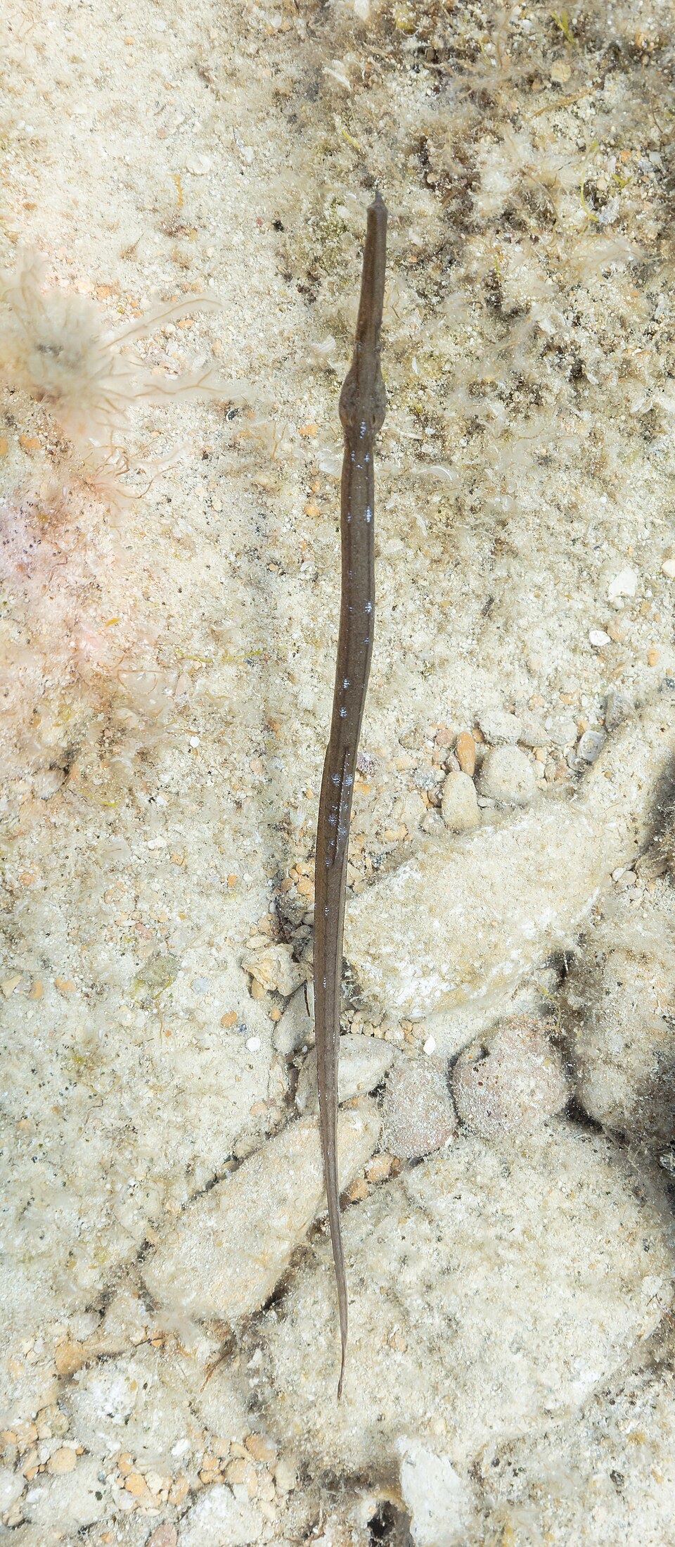 Broadnosed pipefish, Deep-snouted pipefish