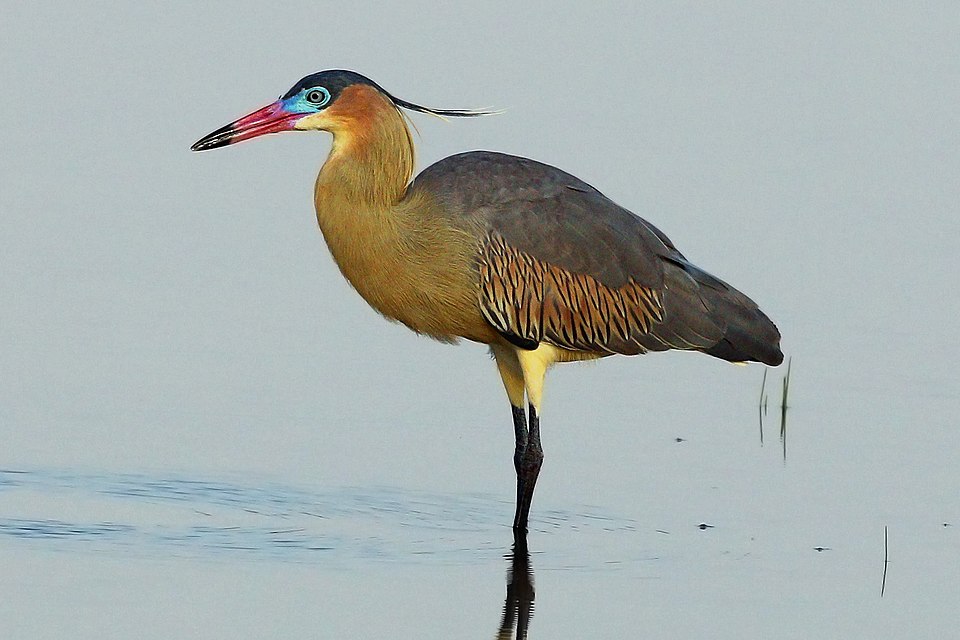 Whistling Heron