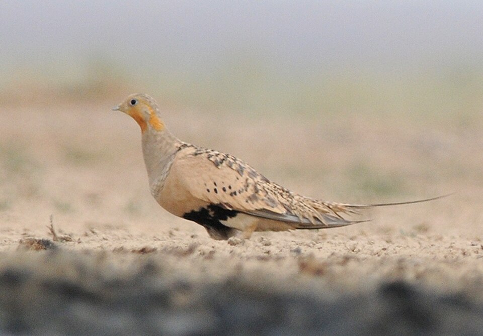Pallas's Sandgrouse