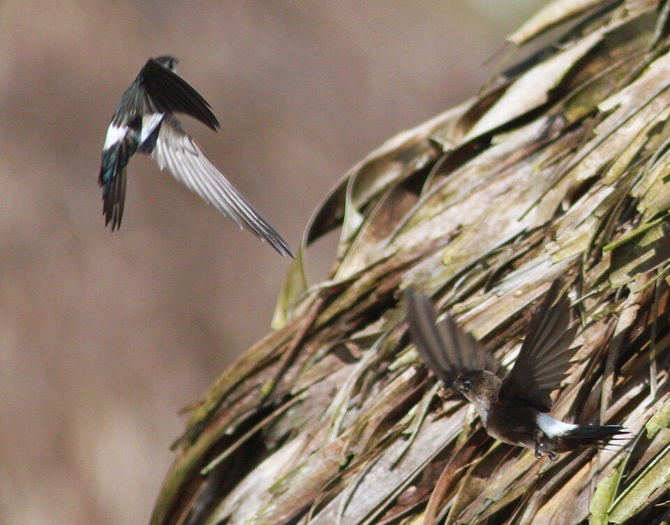 Antillean Palm-Swift