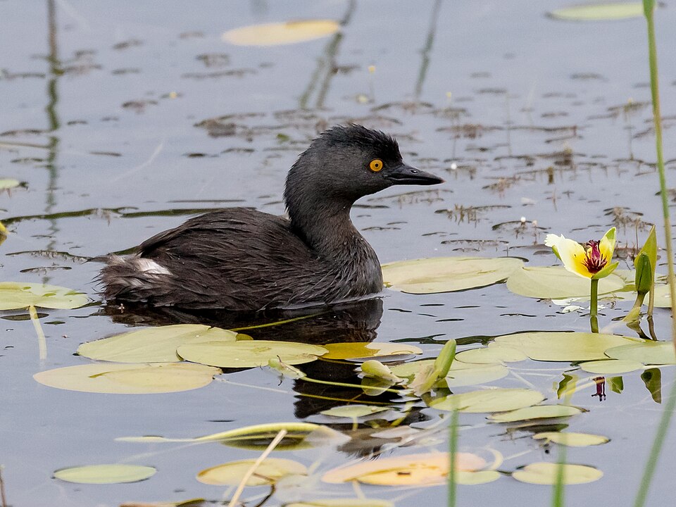 Least Grebe