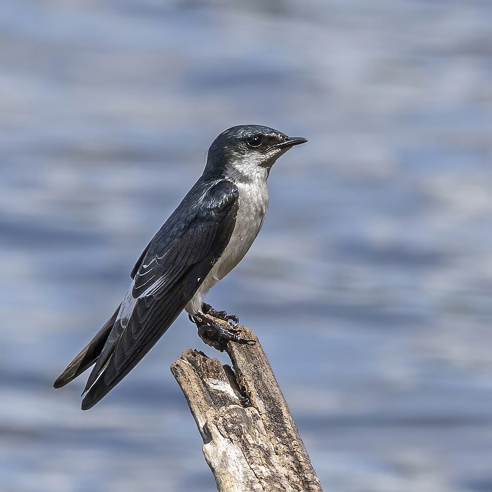 Mangrove Swallow