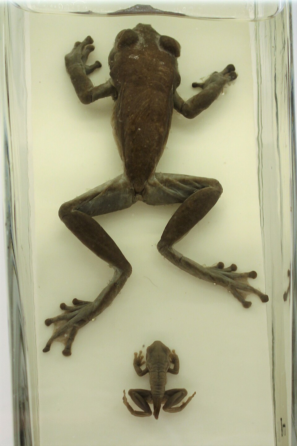 Seychelles Island Frog