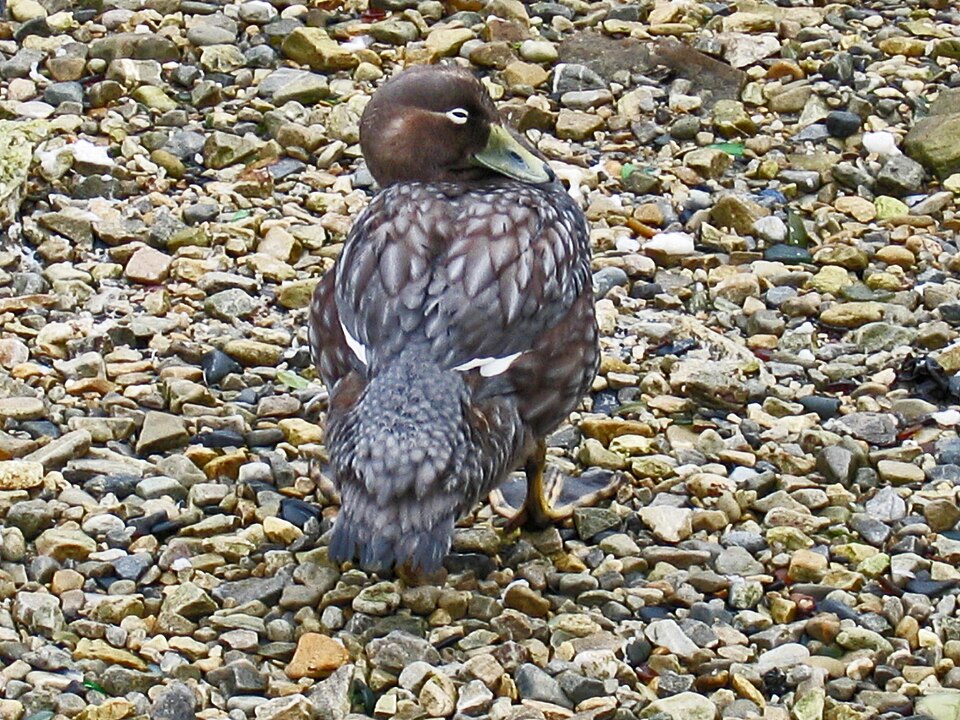 Falkland Steamer-Duck