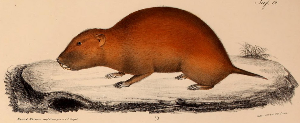 Northeast african mole rat