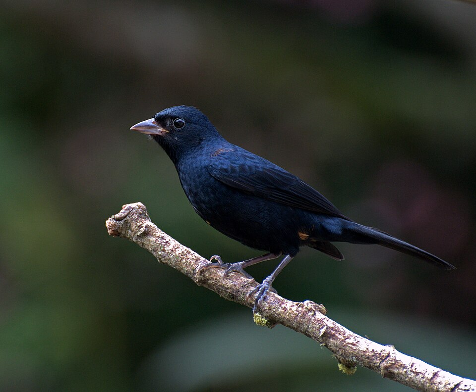 Ruby-crowned Tanager