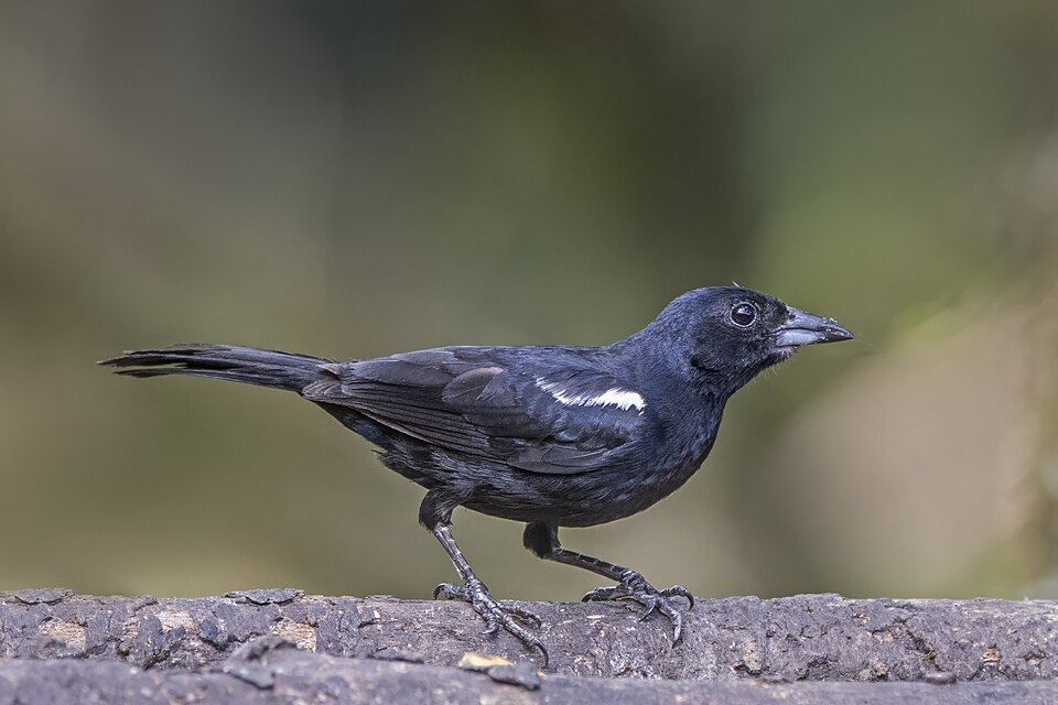 White-lined Tanager