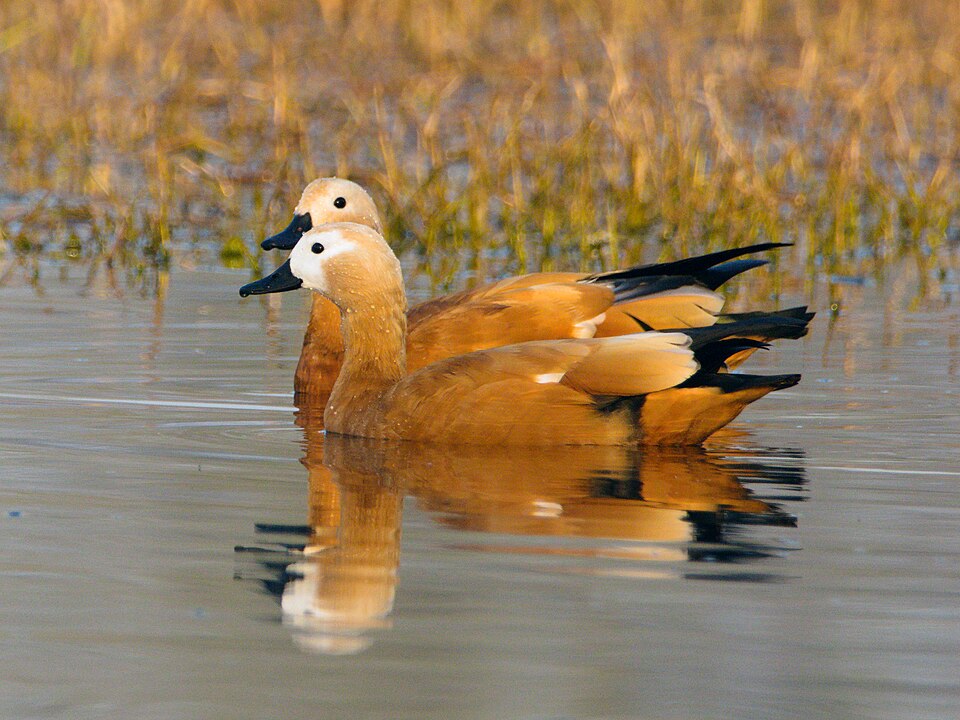 Ruddy Shelduck