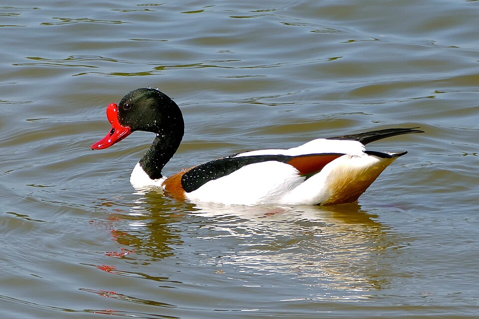 Common Shelduck