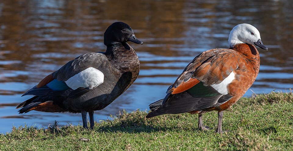 Paradise Shelduck
