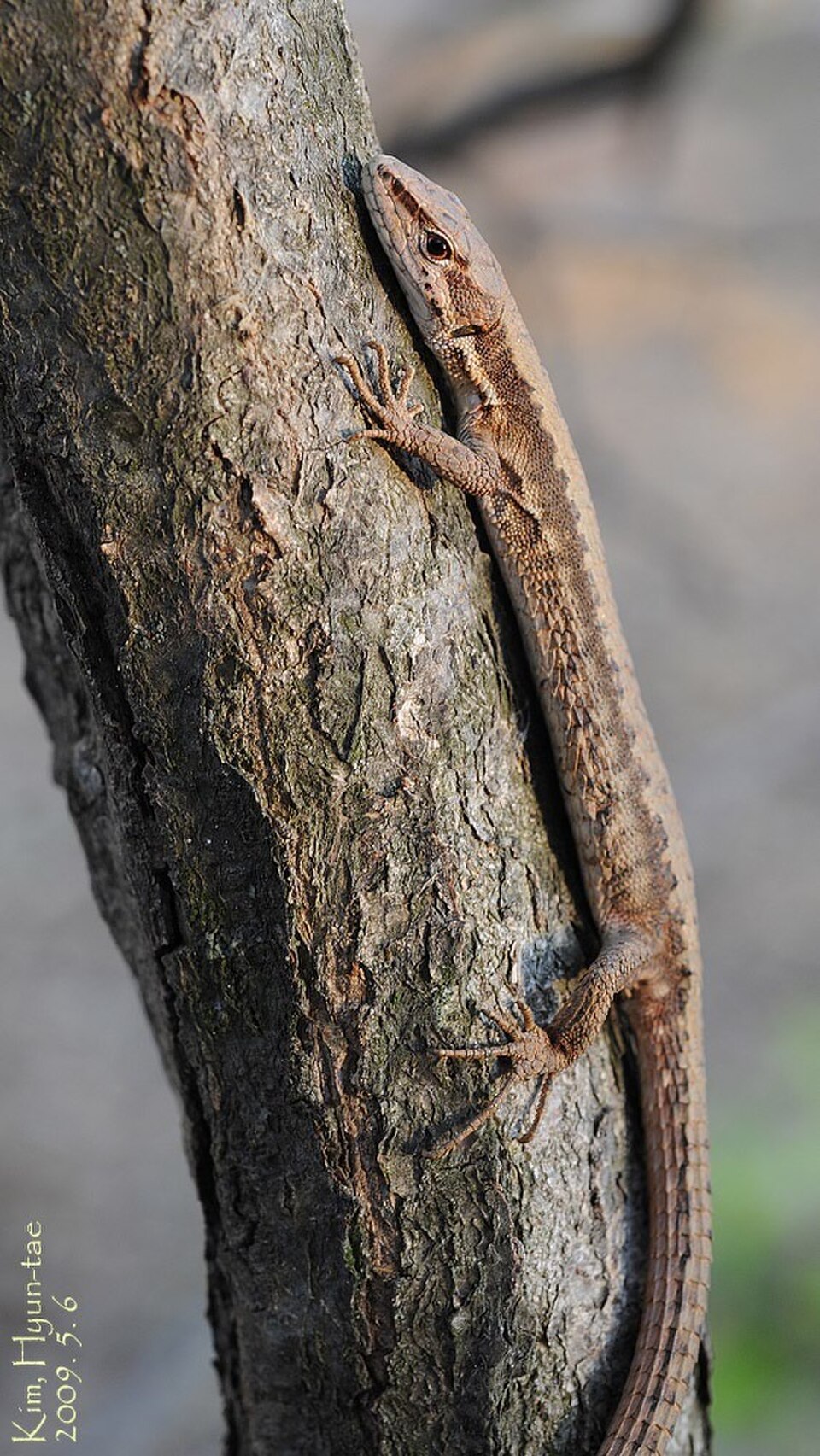 Amur grass lizard