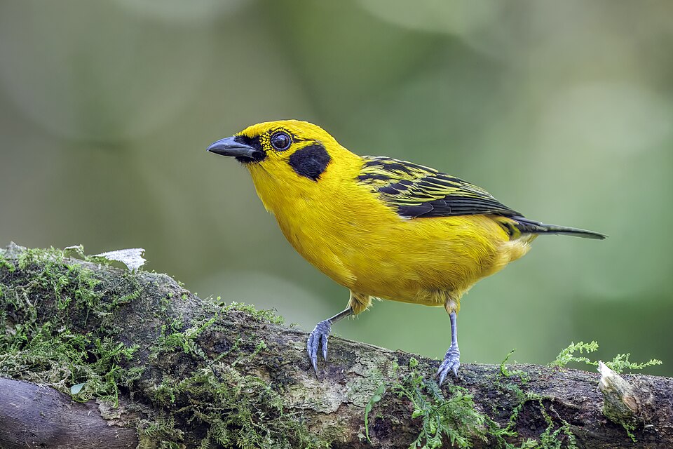 Golden Tanager