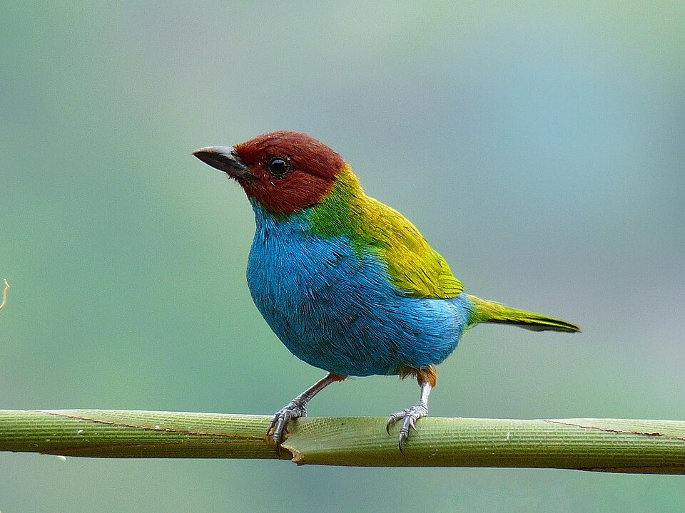 Bay-headed Tanager