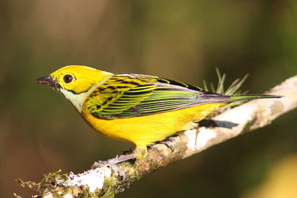 Silver-throated Tanager