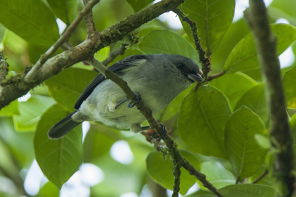 Plain-colored Tanager