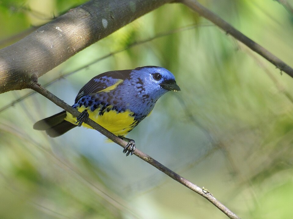 Turquoise Tanager