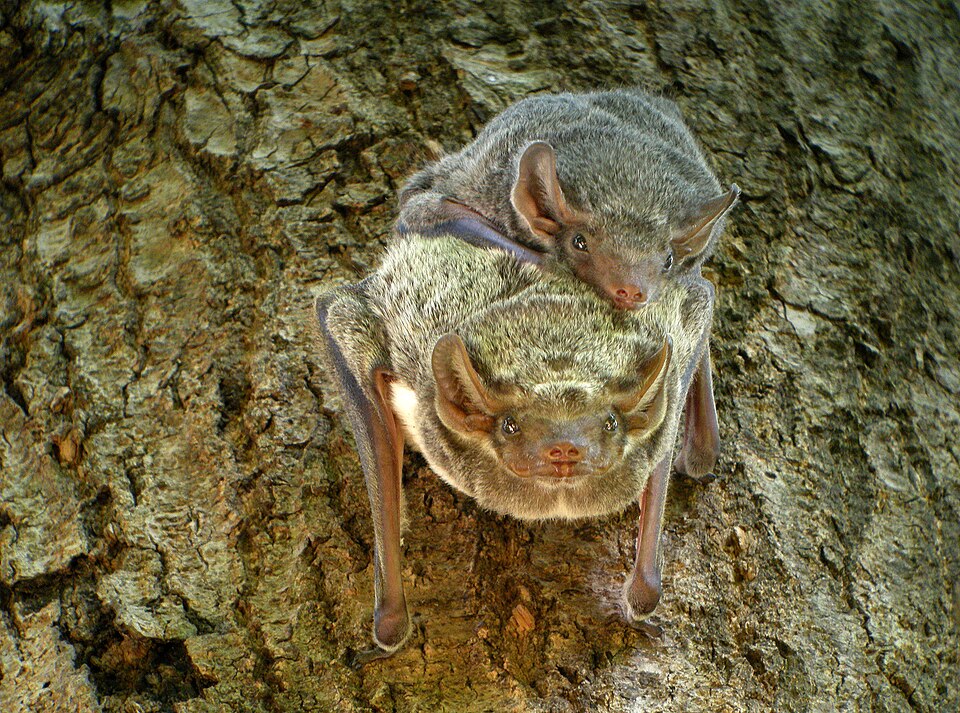 Mauritian Tomb Bat