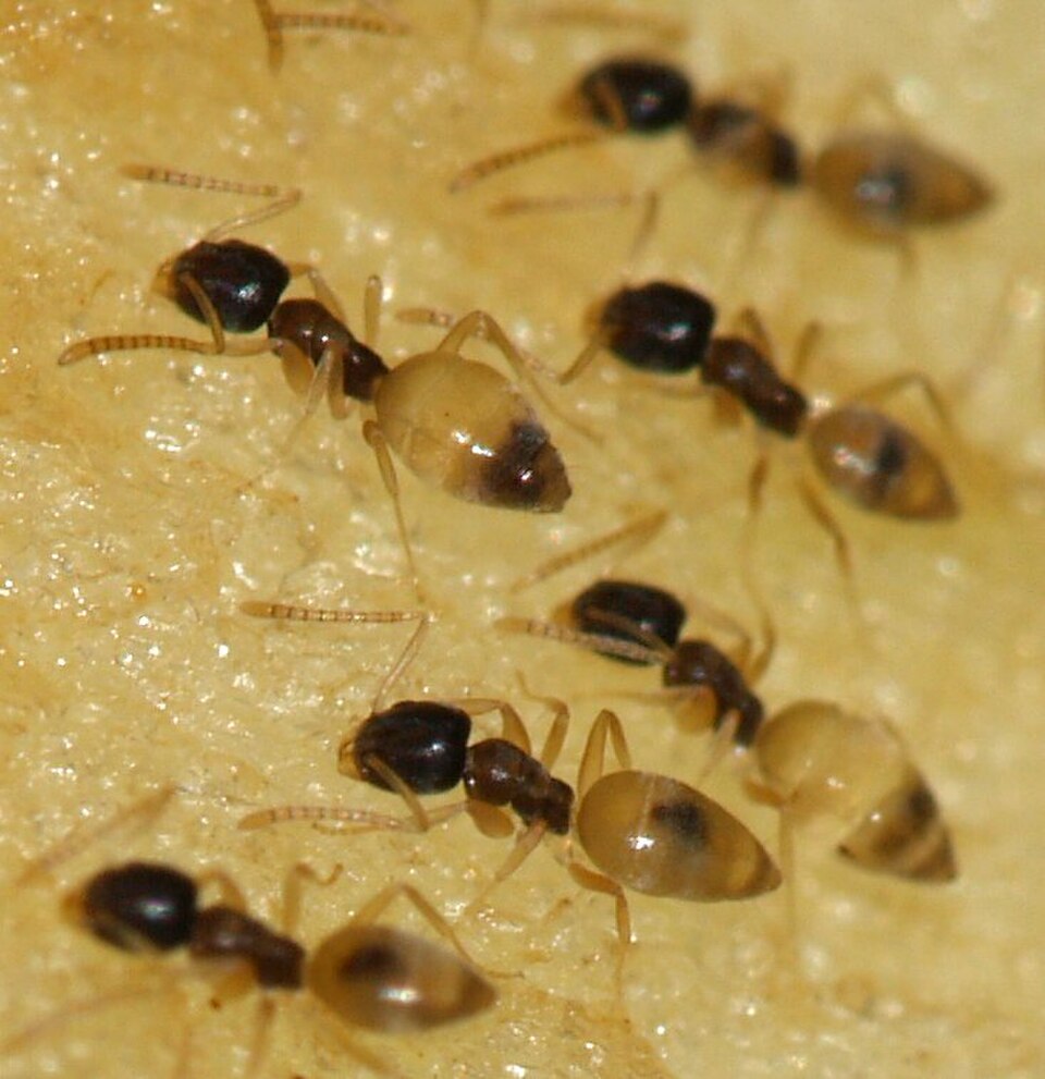 Black-headed ant