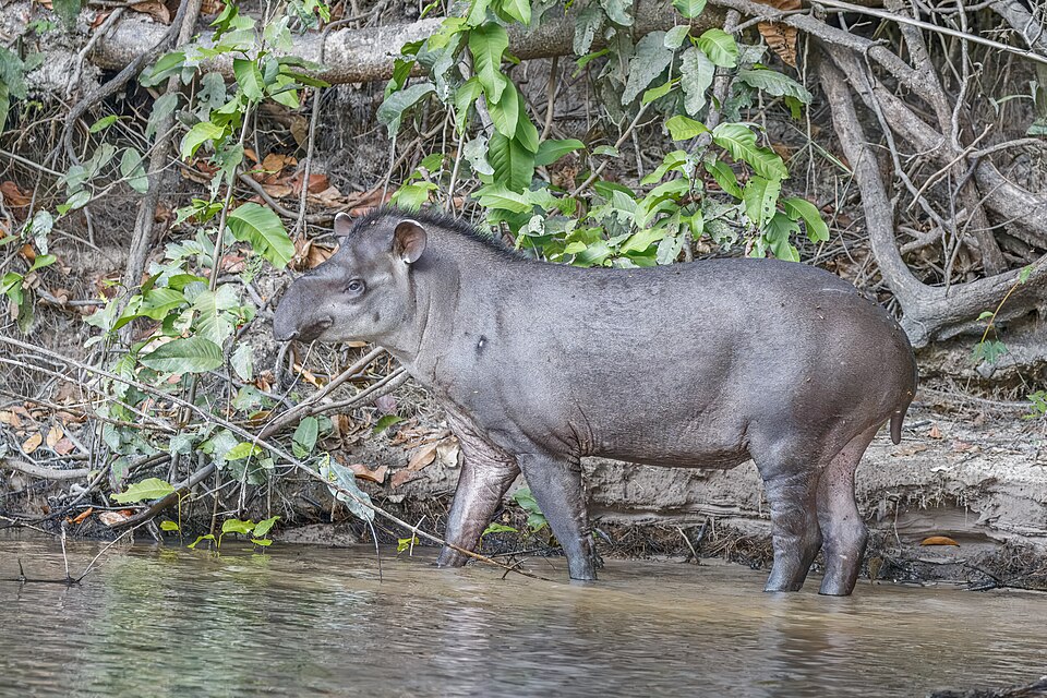 Brazilian tapir