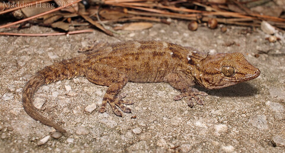 Ringed Wall Gecko