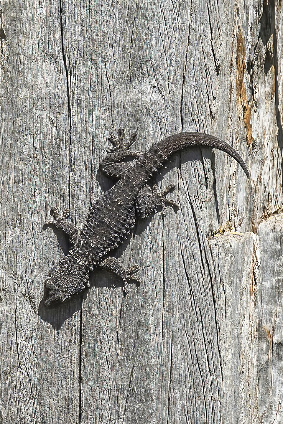 Moorish Gecko