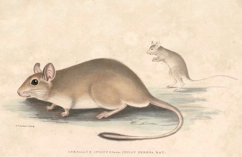 Antelope Rat
