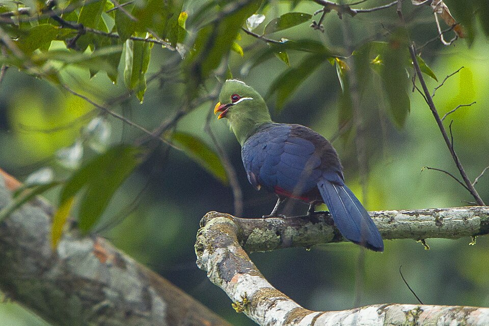 Yellow-billed Turaco