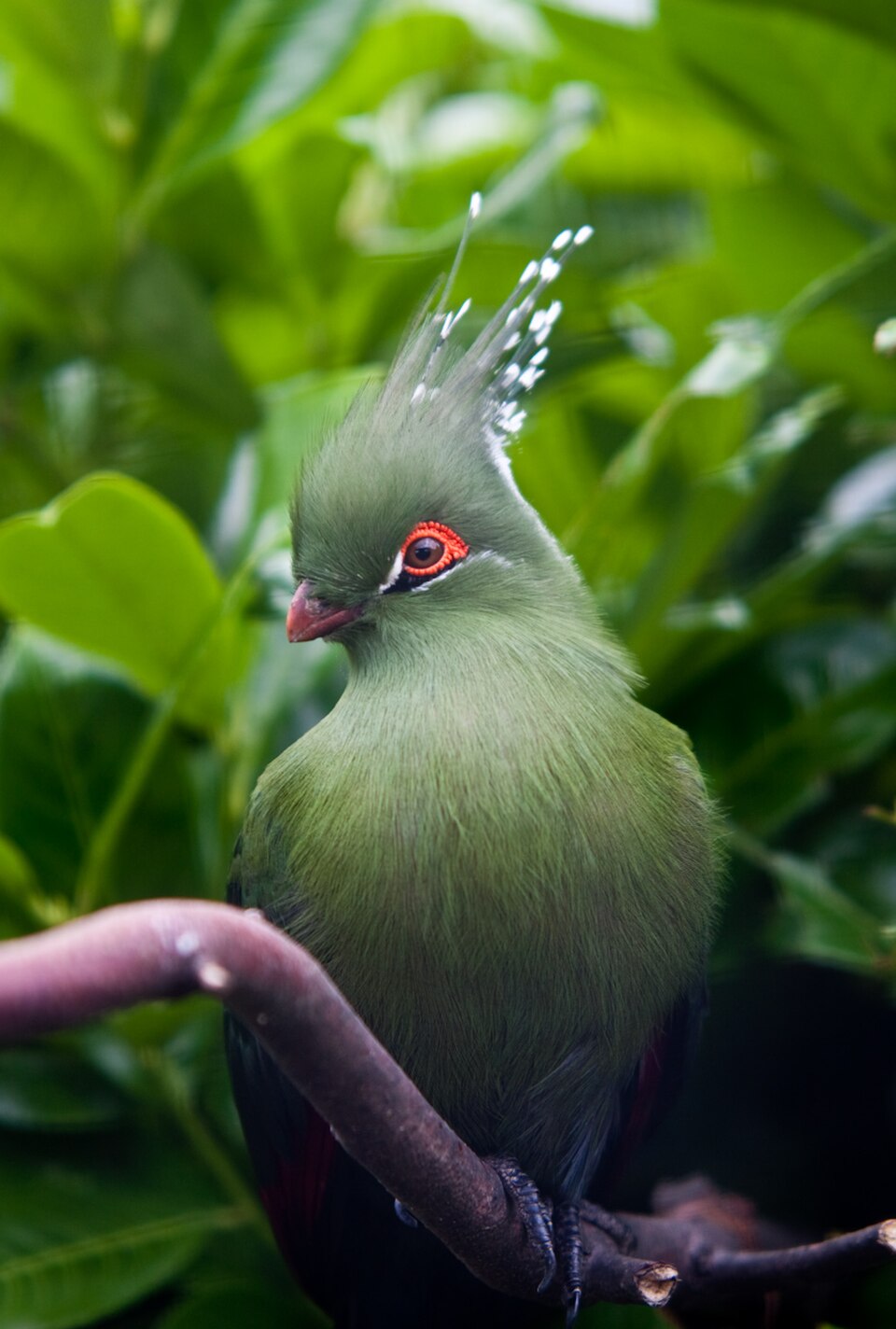Schalow's Turaco