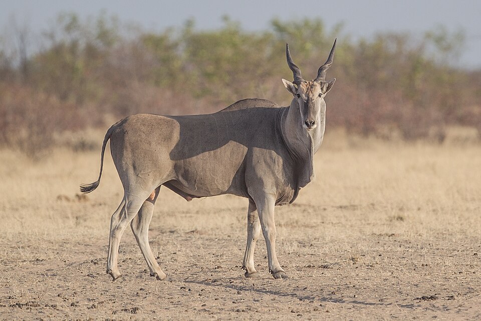 common eland
