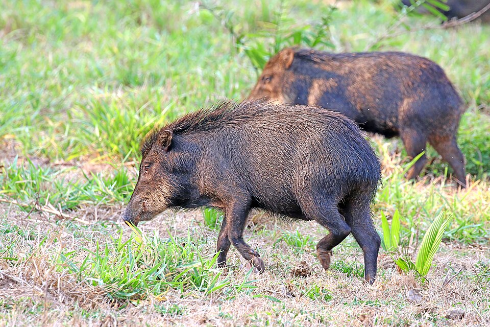 white-lipped peccary