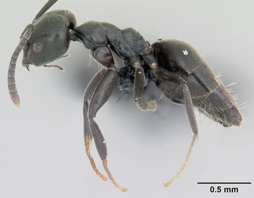 White-footed house ant