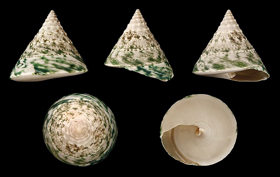 Pyram Top Shell