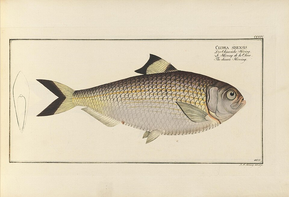 Reeve's shad