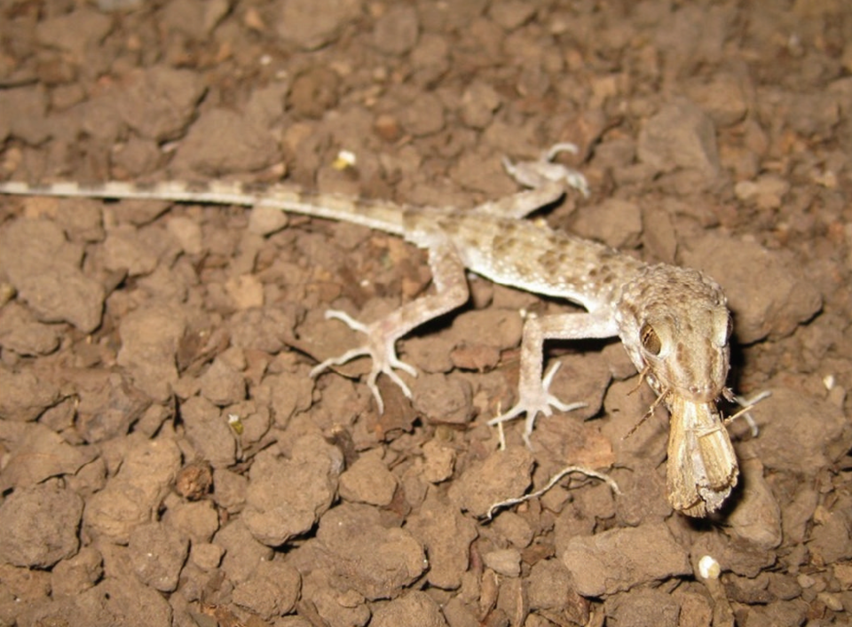 Caspian Bent-Toed Gecko