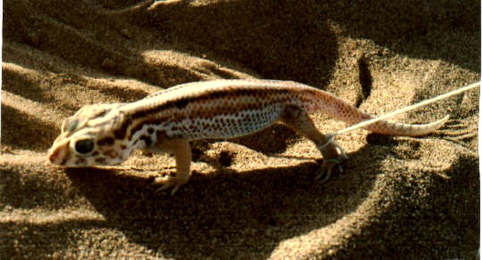 Common wonder gecko