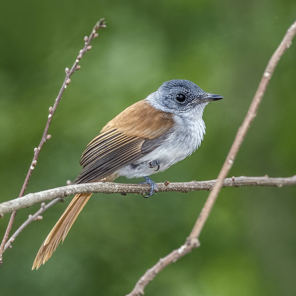 Sao Tome Paradise-Flycatcher