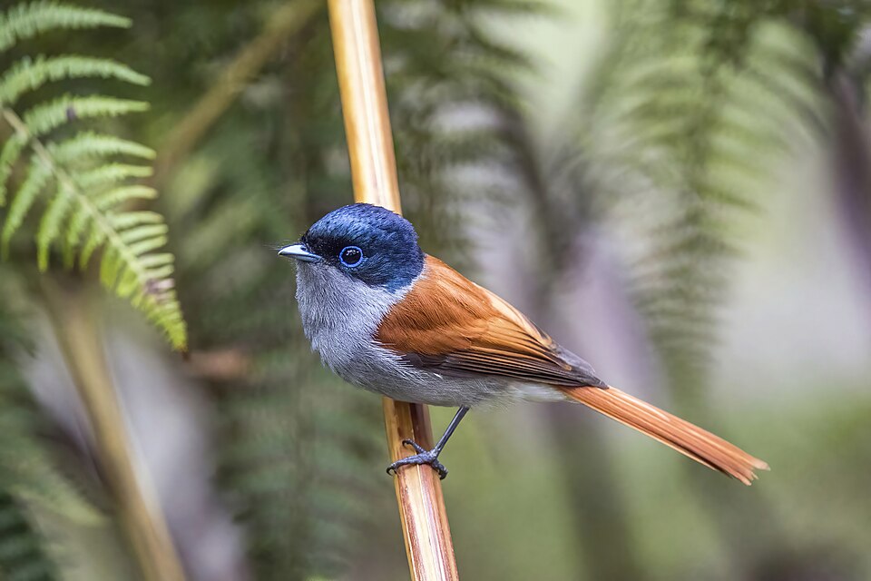 Mascarene Paradise-Flycatcher